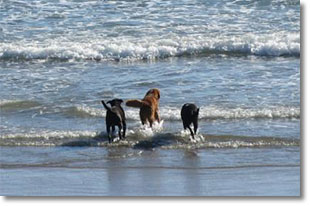 Three dogs running in the ocean surf